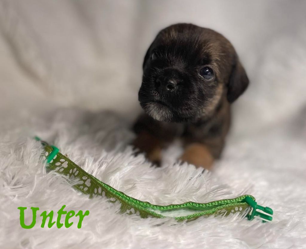 Von Duwesand - Chiot disponible  - Border Terrier